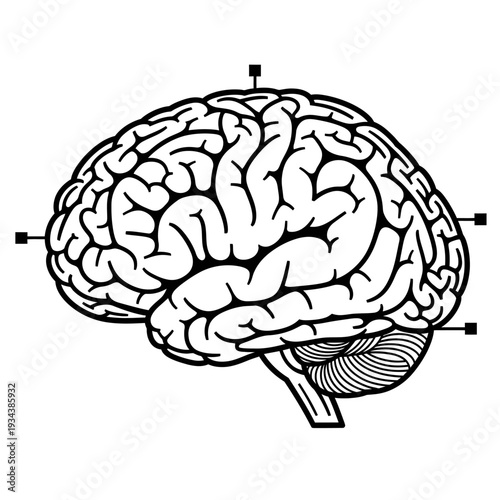 Human Brain Anatomy - Side View Outline Illustration
