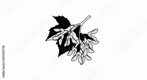 Stylized black and white illustration of maple seeds on a branch with a leaf