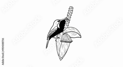 Delicate bird sips nectar from a blooming banana flower