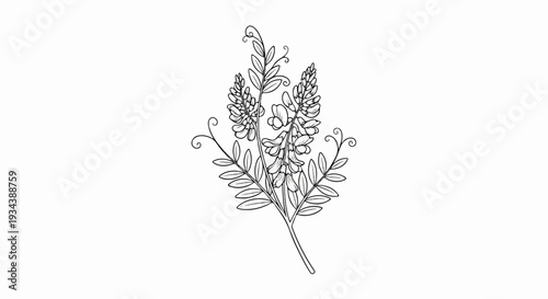 Delicate black and white line drawing of a flowering plant with intricate details and curls