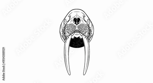 Black and white line art illustration of a walrus skull and tusks