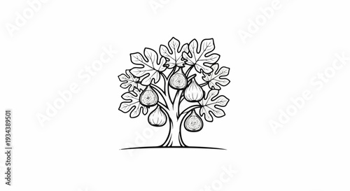 A hand-drawn sketch of a fig tree bearing ripe fruits