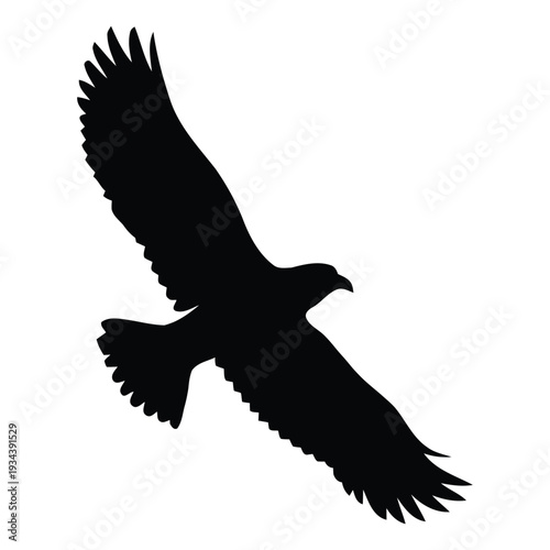Silhouette of a bird flying with outstretched wings in air  eagle in flight