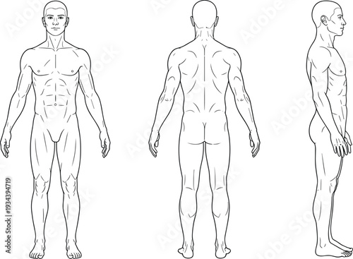 Full Body Human Male Anatomy Proportions and Muscular System Vector Illustration Showing Front Back and Side View Outline for Medical Education and Fitness Design