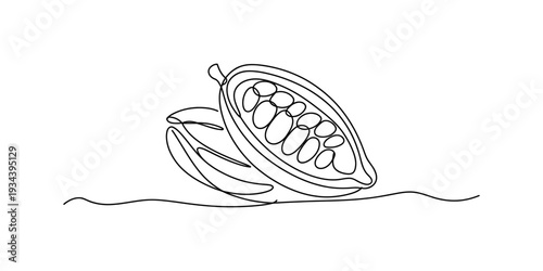 A continuous line drawing illustration of an open cacao pod revealing the beans inside Vector, illustration