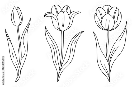 Tulip Stages Line Art Vector Illustration