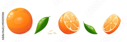 Vector set of whole orange, sliced orange and orange leaves