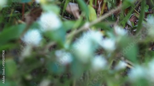 White flower green leaf garden weed wild plant in summer meadow nature soft focus macro closeup white blossom foliage detail outdoor field
