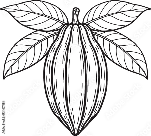 Cocoa Pod With Leaves Line Art Vector