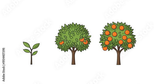 Illustration of orange trees at different stages of growth