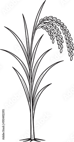 Rice Plant With Grain Panicle Line Art Black and White Crop Vector