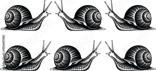 Set of Six Detailed Black Snail Silhouettes with Intricate Shell Patterns and Long Tentacles Crawling Slowly Isolated on White Background for Nature Graphic Design