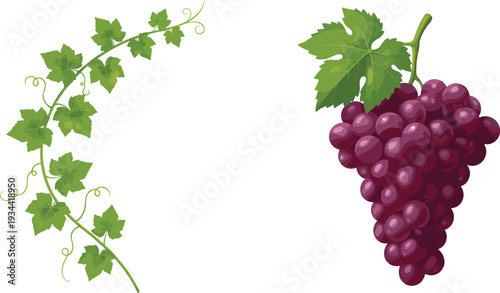 Minimalist hand drawn grape cluster vector set featuring elegant vine leaves and swirling tendrils for winery branding organic wine labels and clean vineyard logo designs