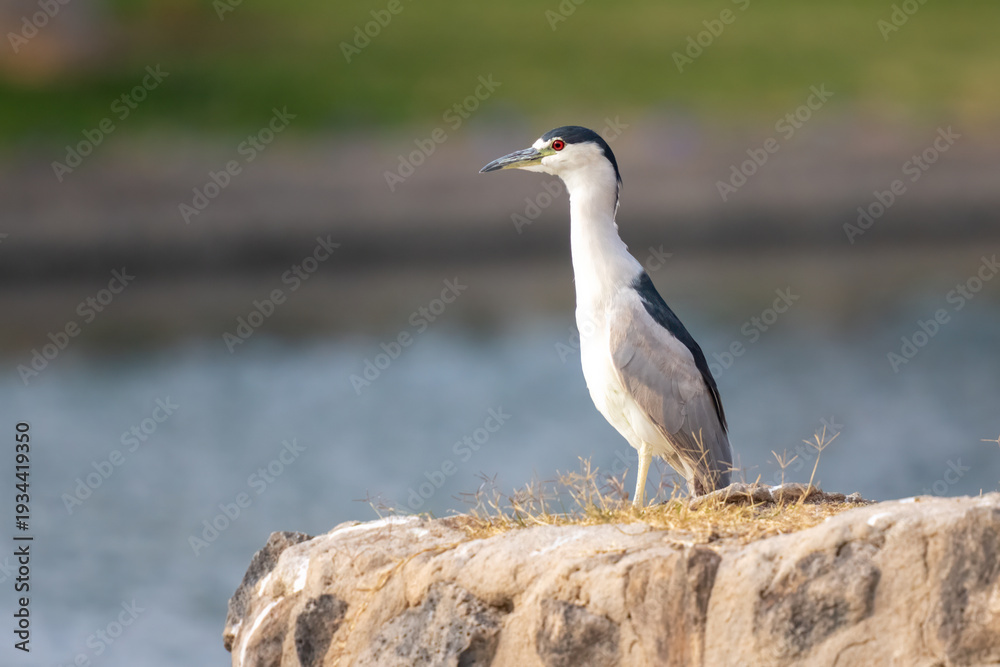Obraz premium Night heron bird sitting on a rock