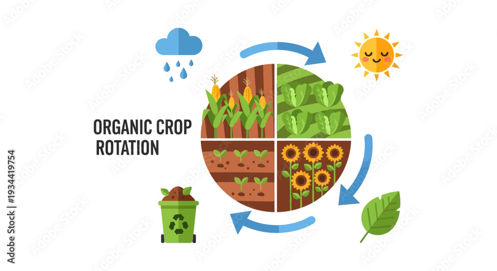 Fototapeta premium Organic Crop Rotation Cycle for Sustainable Agriculture & Healthy Soil Management