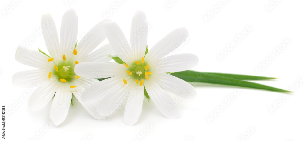 Fototapeta premium Two delicate white spring wildflowers isolated on white background
