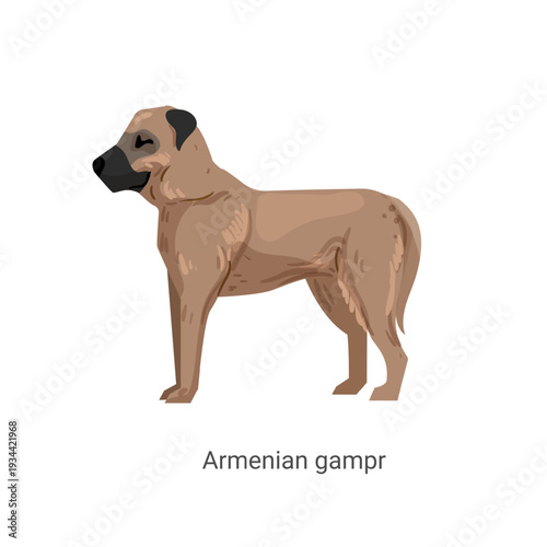 Vector illustration of a beige Armenian Gampr dog standing on a white background.