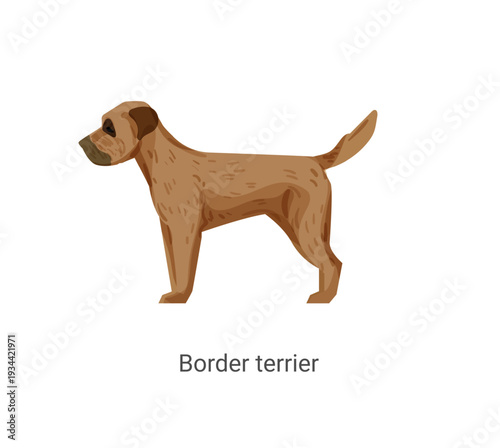 Vector illustration of a brown Border Terrier dog standing on a white background.