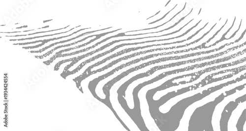Abstract grey fingerprint pattern on white background texture