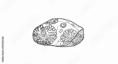 Line drawing of a rock with lichen-like patterns and rough texture