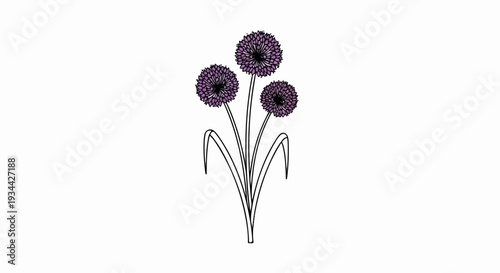 Delicate purple allium flowers with green leaves on a white background