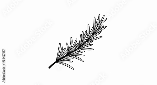 Delicate illustration of a rosemary sprig with thin, pointed leaves
