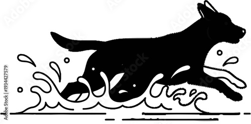 Black dog running through splashing water