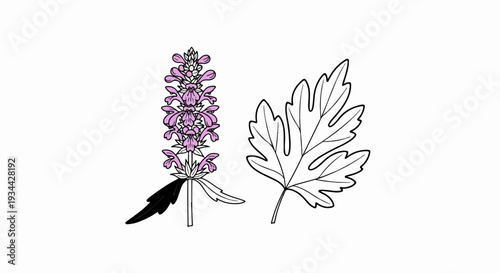 Simple illustration of a purple flowering plant stem and a detailed leaf outline