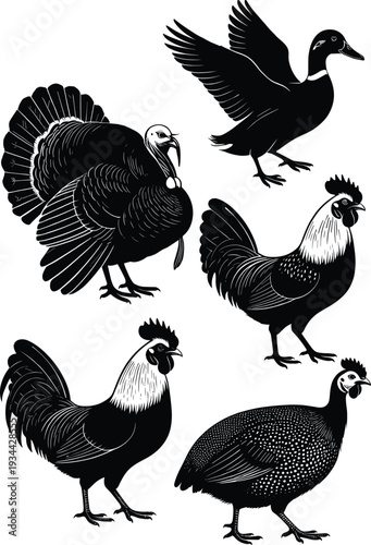 Farm bird silhouettes, duck in flight, turkey feathers spread, rooster standing, guinea fowl design, poultry vector illustration, wildlife art, avian identification concept