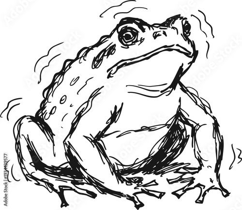 Sketch of a toad with bumpy skin and detailed limbs sitting on the ground, black and white animal illustration