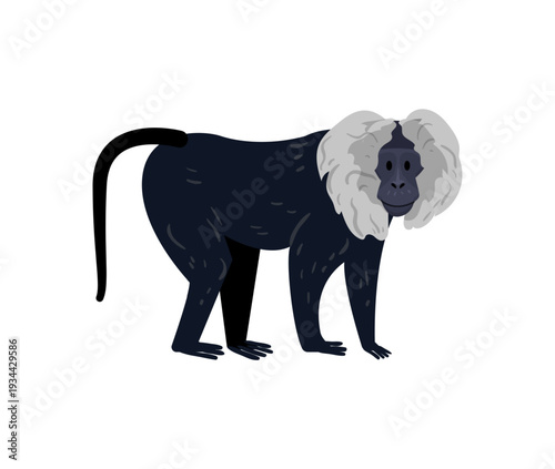 Vector illustration of a black and white monkey standing.