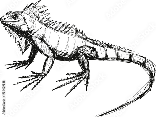iguana lizard sketch hand drawn reptile side view drawing with spiny crest and long tail