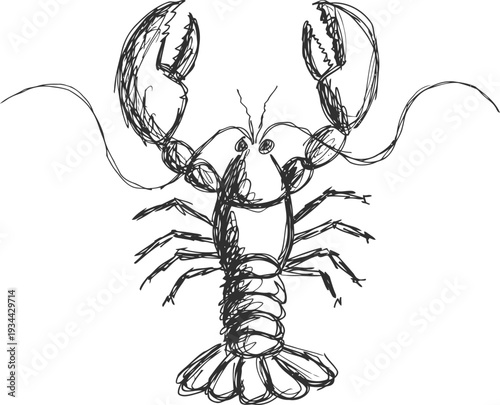 hand drawn lobster sketch with detailed claws, antennae, and segmented body illustration