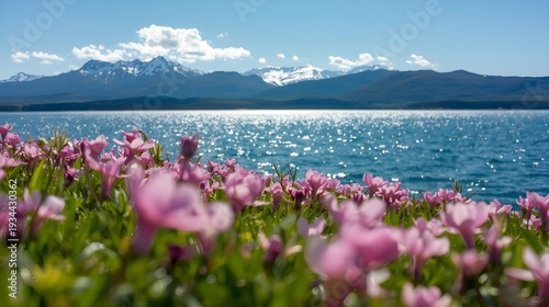 pink flowers in the mountains