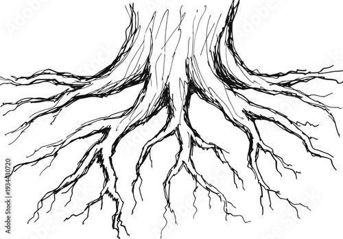 Detailed tree roots illustration showing intricate underground root system and branching network