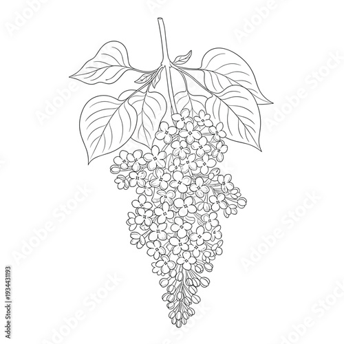 Delicate line art illustration of a blooming lilac branch with detailed flowers and leaves