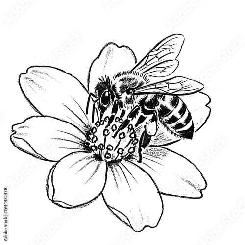 Detailed black and white illustration of a bee collecting nectar from a delicate flower
