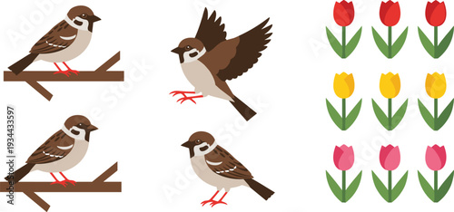 House sparrow birds and colorful tulip flowers vector illustration set