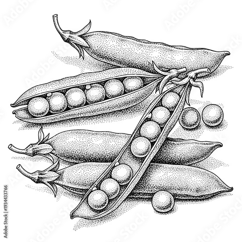 Detailed black and white illustration of fresh pea pods with scattered peas