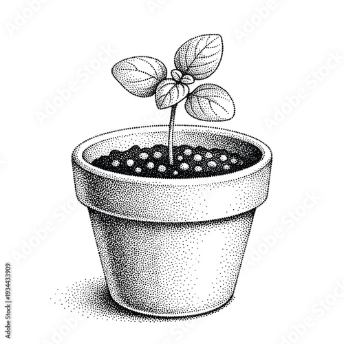 Stippled illustration of a small basil plant growing in a terracotta pot with soil