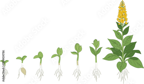 Millet Plant Growth Stages Illustration from Seed Germination to Mature Flowering Crop Lifecycle