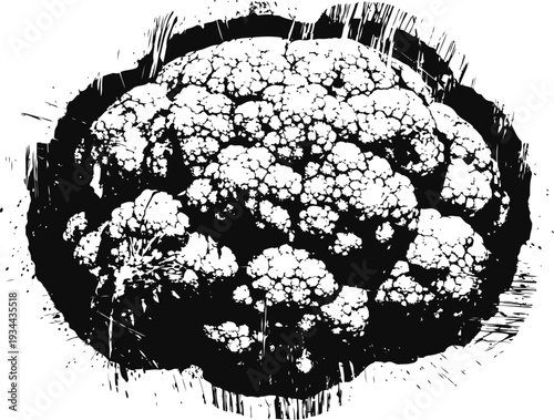 Whole cauliflower head detailed black ink drawing isolated on white background