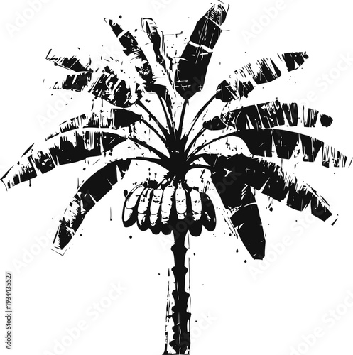 Grunge banana tree silhouette with large leaves and hanging fruit cluster in black and white design