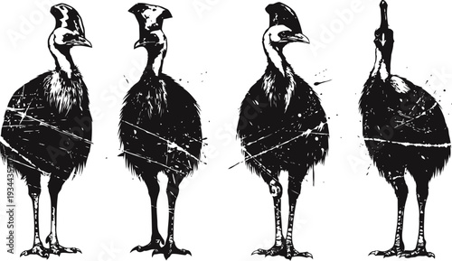 black silhouette illustrations of four cassowary birds standing in different poses