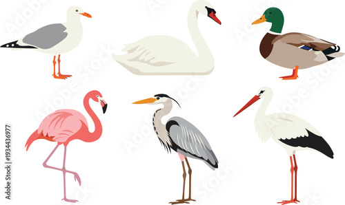 Collection of Illustrated Birds: Seagull, Swan, Flamingo, Duck, Heron, and Stork in Flat Design