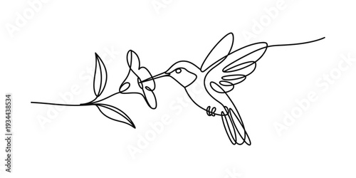 Minimalist continuous line art drawing of a hummingbird feeding from a flower on a branch Vector, illustration