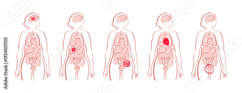 Internal Organs Sketch