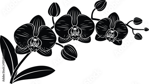 Black orchid flower silhouette with detailed petals and buds isolated on white background, elegant botanical illustration for floral design, tattoo and decorative art projects