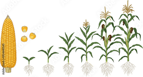 Corn Plant Growth Stages Illustration from Seed Germination to Mature Maize Crop Lifecycle