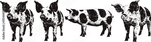 Black and white vintage illustration of four spotted pigs in different poses